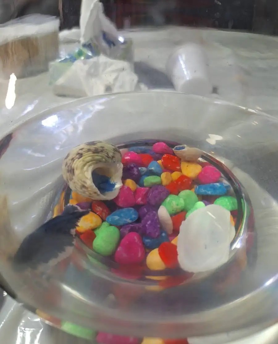 سمكه الون ازرق غامقة و الأكل معه