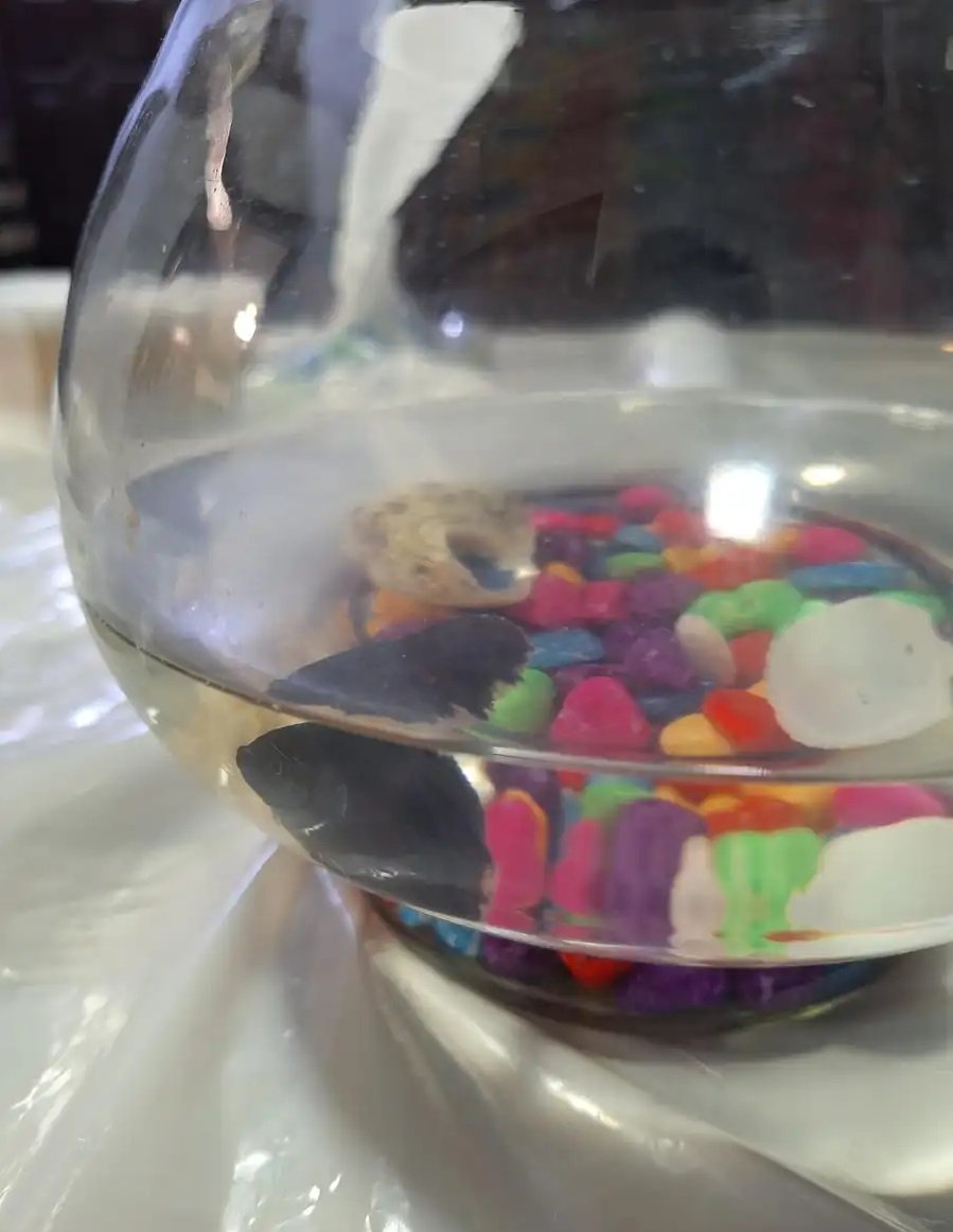 سمكه الون ازرق غامقة و الأكل معه