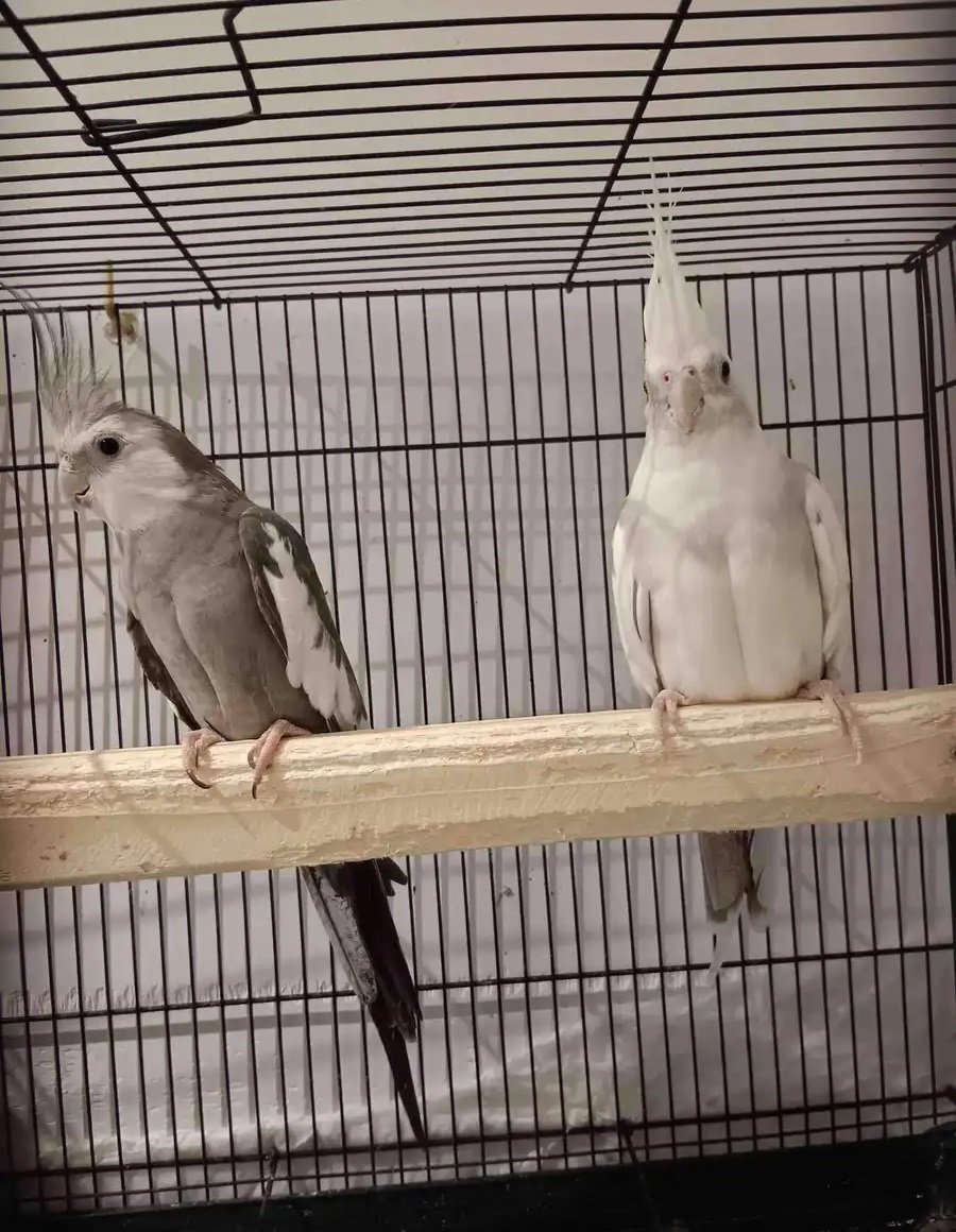 كروان هولندي