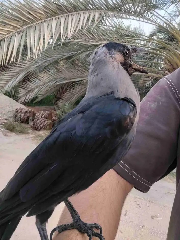 غراب أليف للبيع