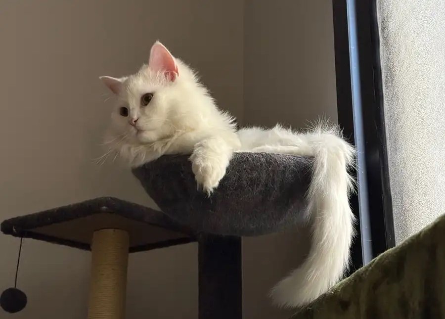 قط فارسي مكس (عمره عام واحد)