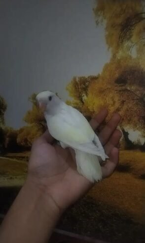 روز أليف