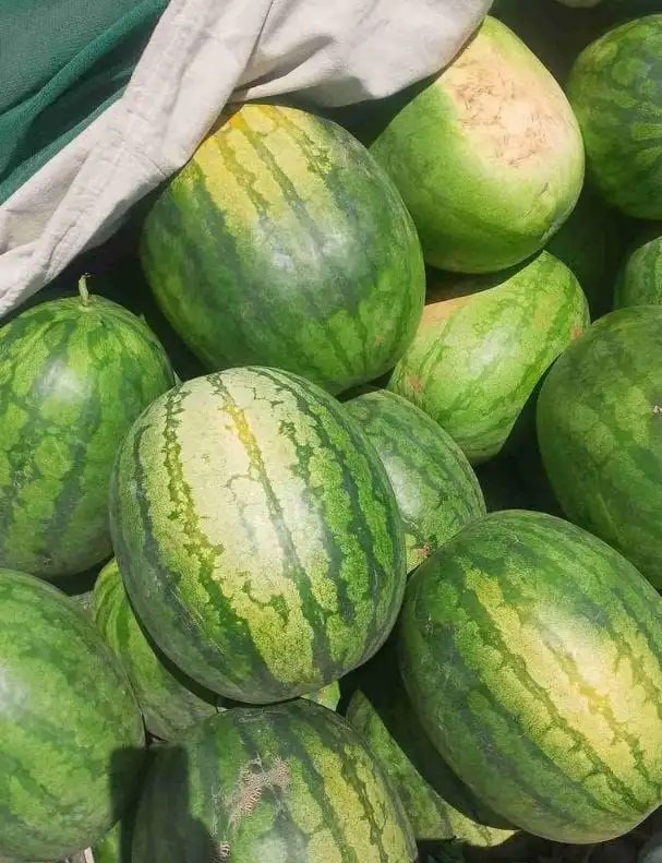 حبحب درجه اولى