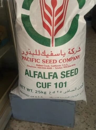 بذور برسيم امريكي