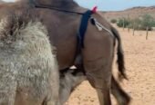 ناقه خلفه