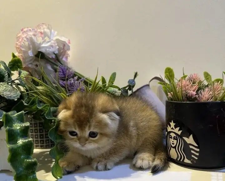 سكوتش دبل فولد