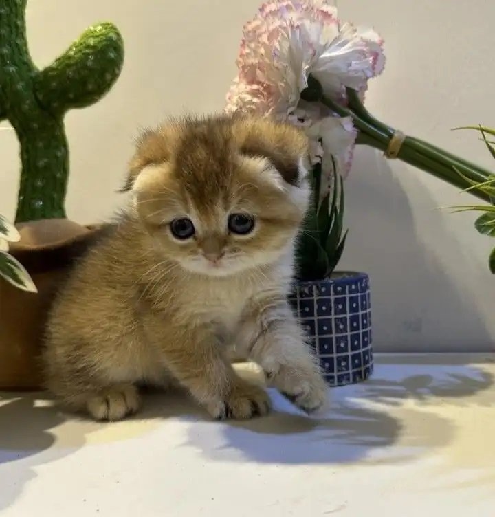 سكوتش دبل فولد