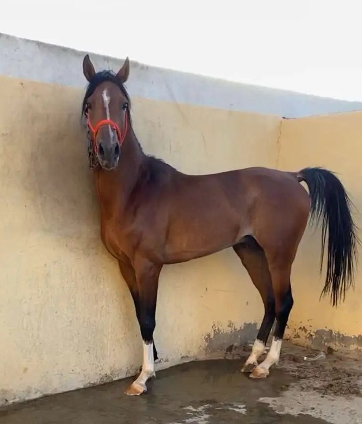 خيل