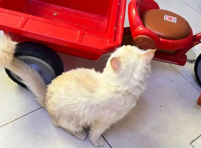 قط هملايا للبيع مستعجل