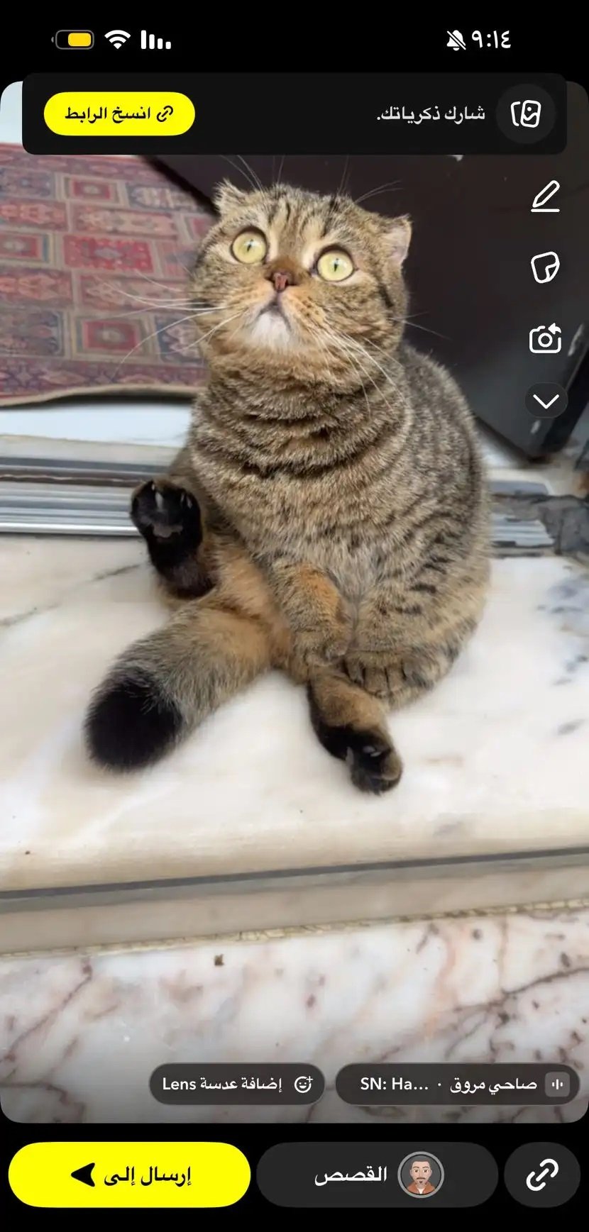 قطة سكوتش فولد