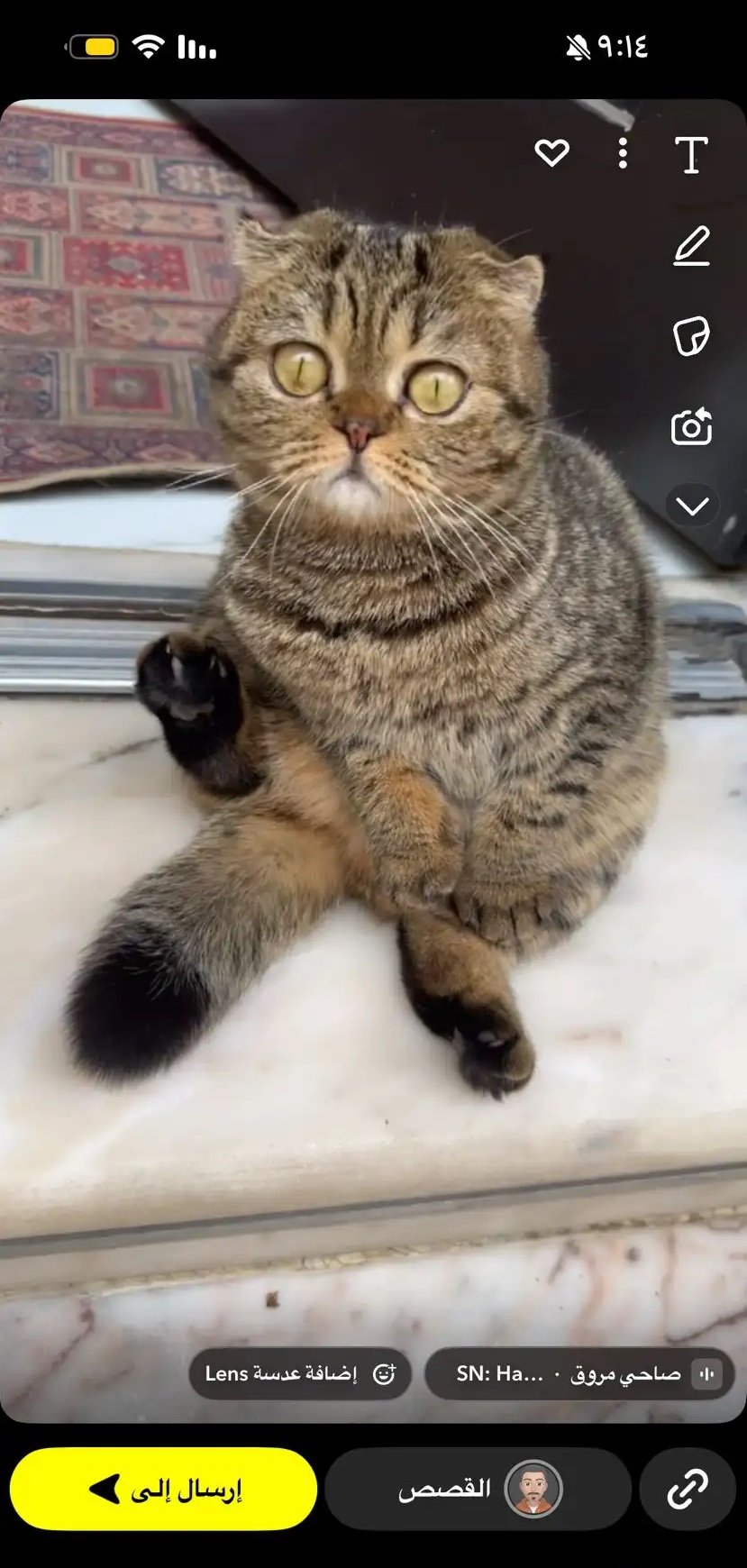 قطة سكوتش فولد