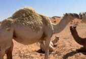 بكرة عمره 3 سنين