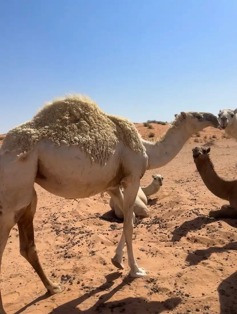 بكرة عمره 3 سنين