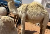 بكرة عمره 3 سنين