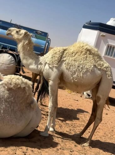 بكرة عمره 3 سنين