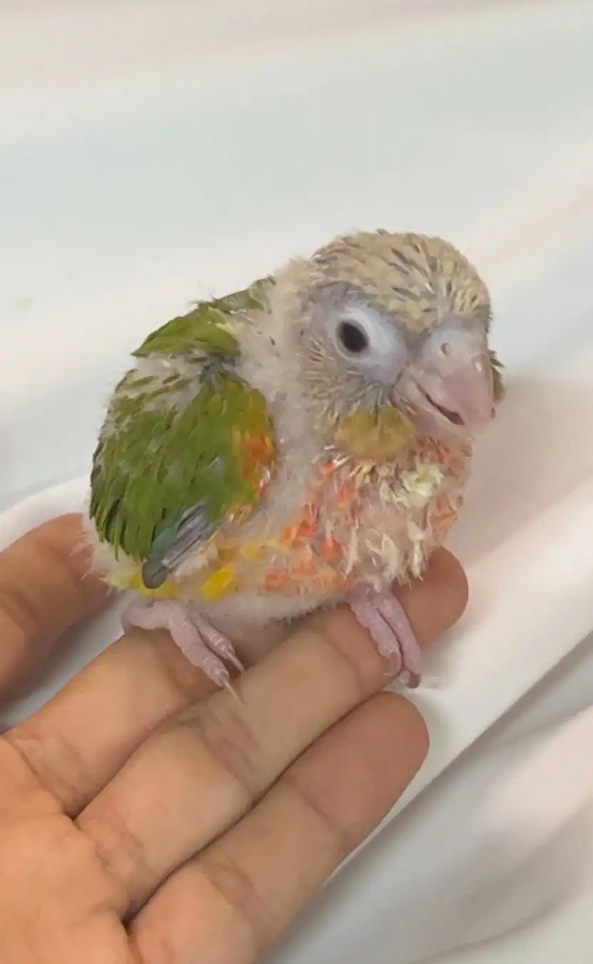 فرخ كنيور اناناس للبيع