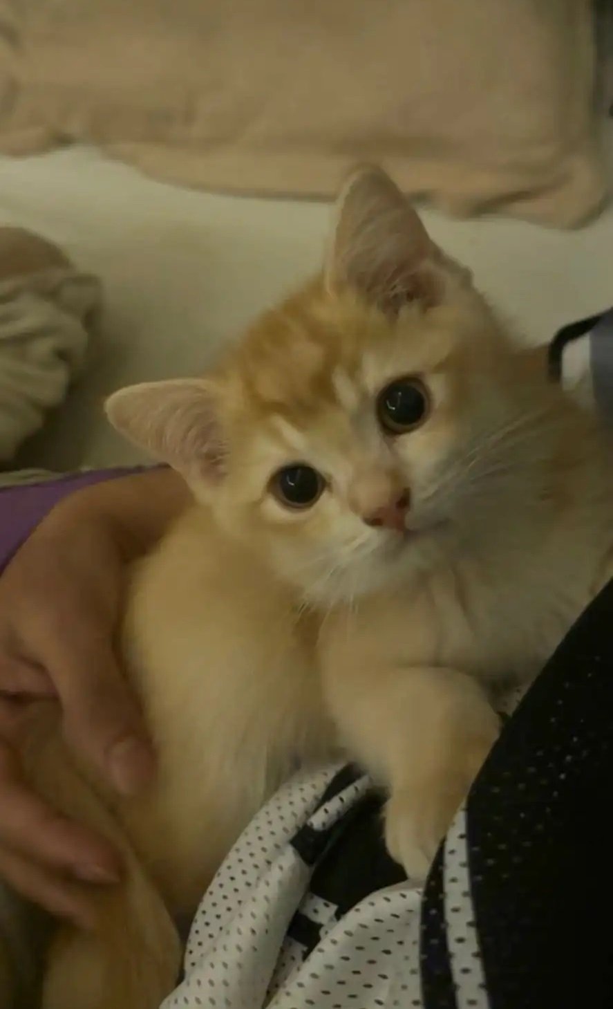 قط سكوتش ستريت قولد