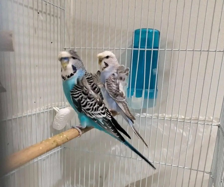 زوج بادجي هوقو