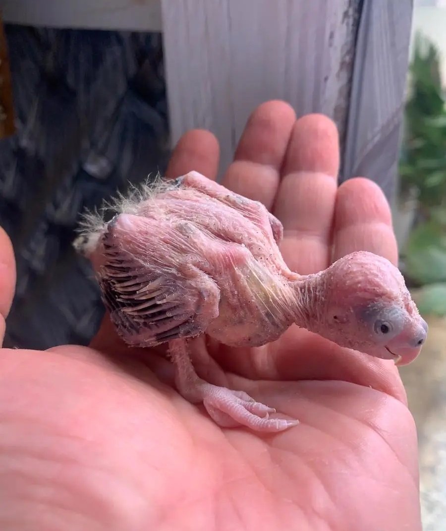 فرخ كروان للبيع