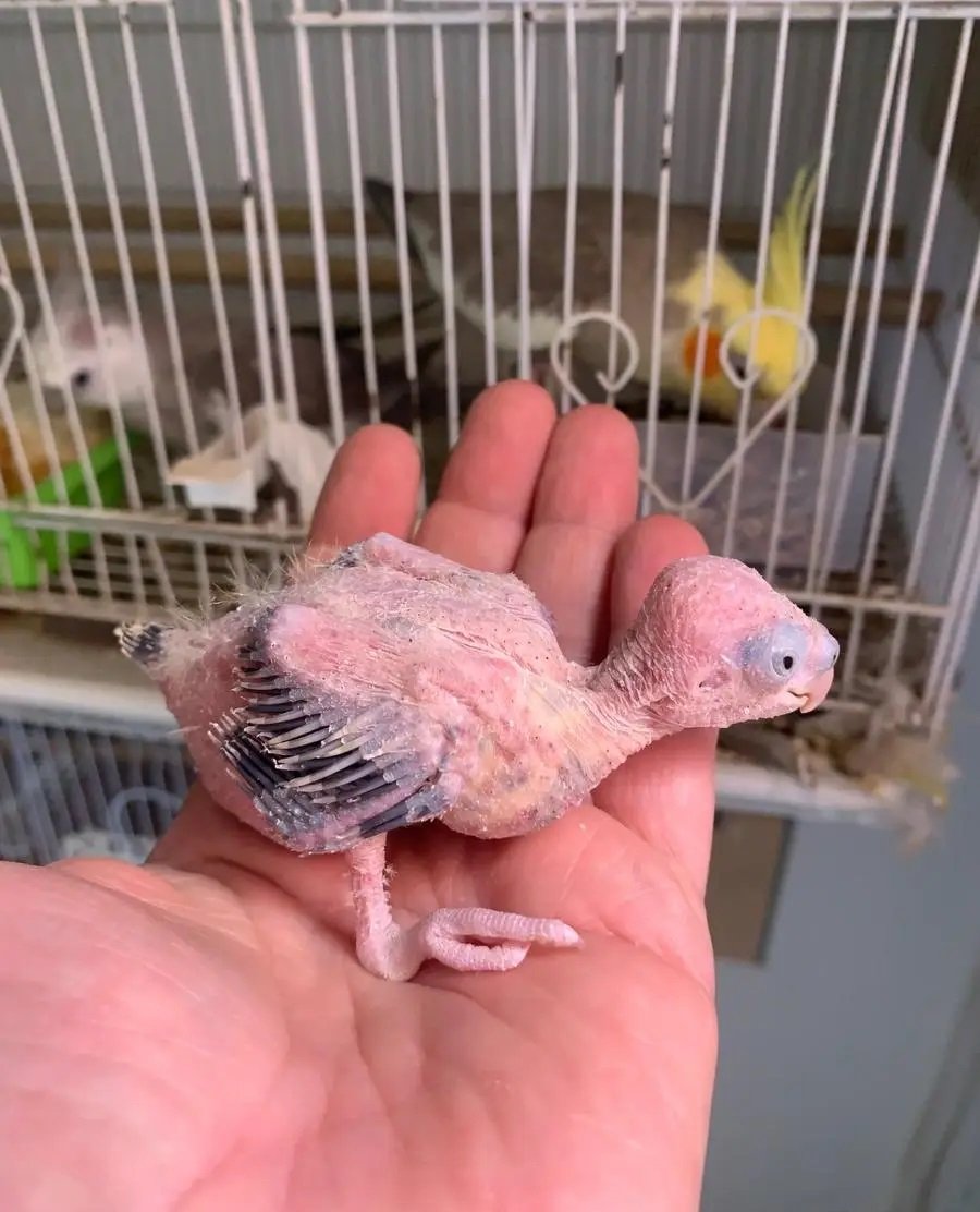 فرخ كروان للبيع