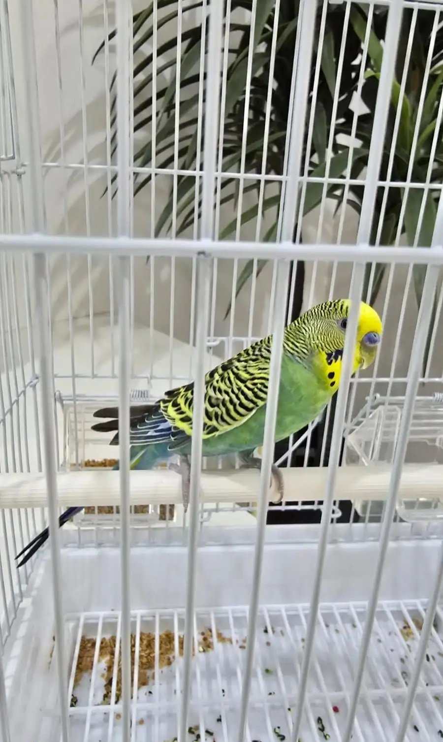 عصفور بادجي