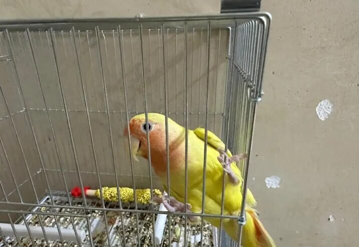ببغاء روز