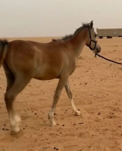 حصان شعبي