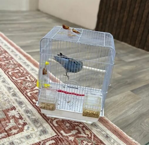 طير روز