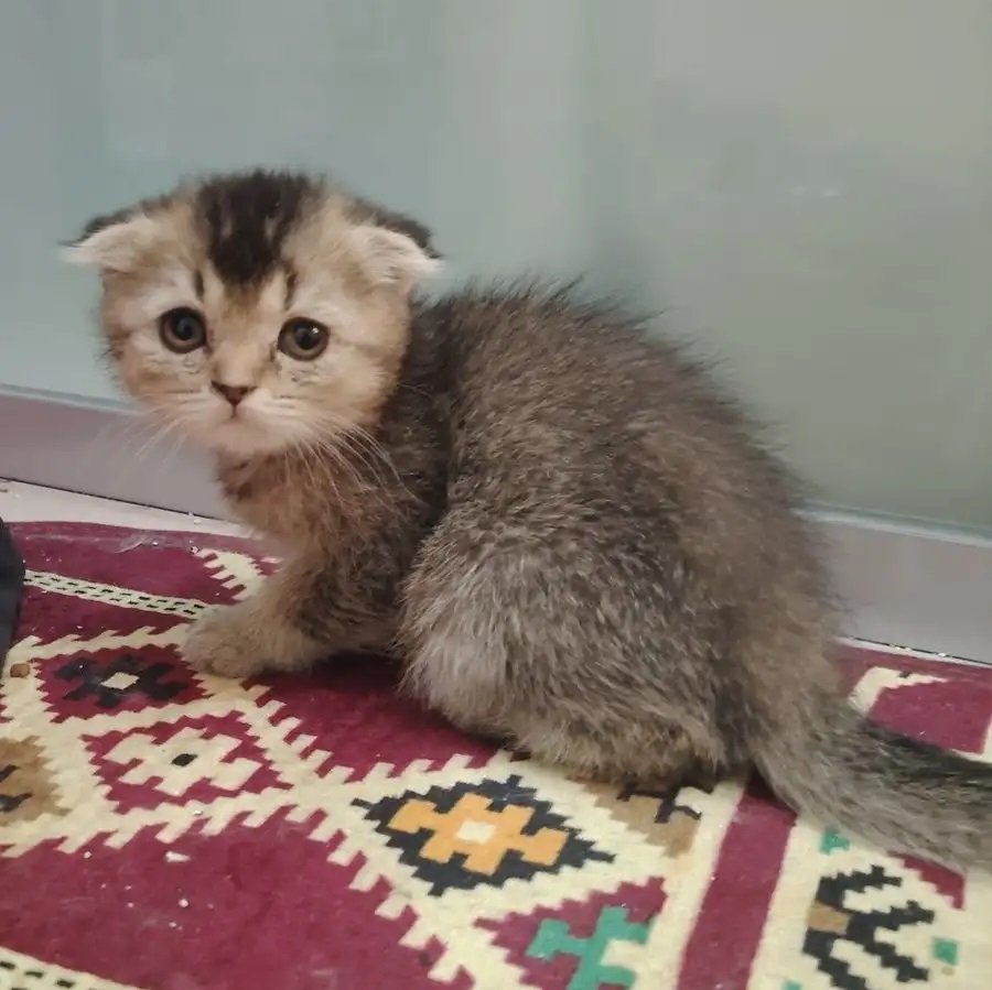 للبيع أنثى سكوتش فولد العمر شهرين