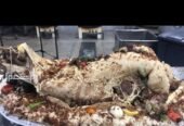 ذبائح بلدي هرفي جدع حري تيوس